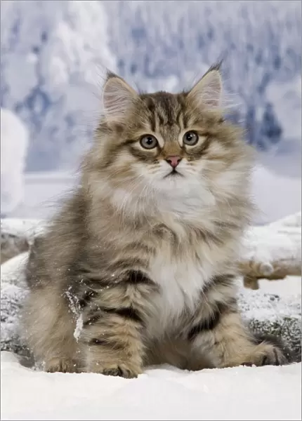 Cat - Siberian - in snow