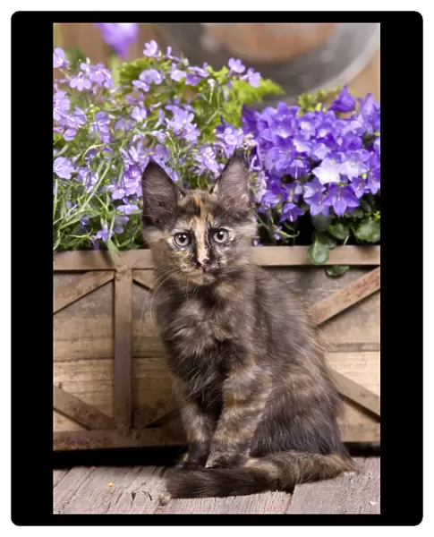Cat - Turkish Angora kitten