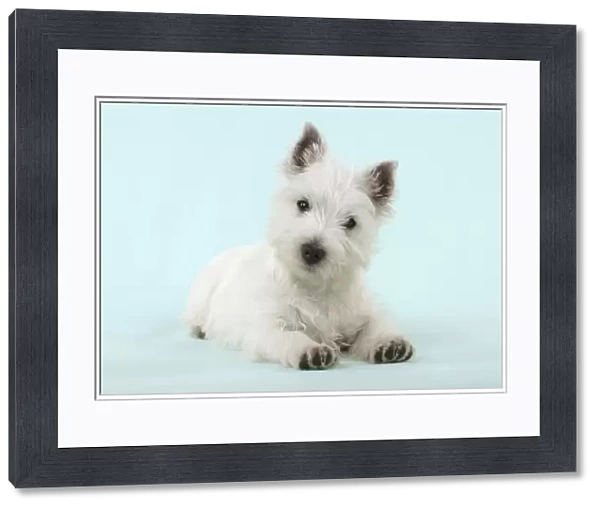 DOG - West Highland White Terrier