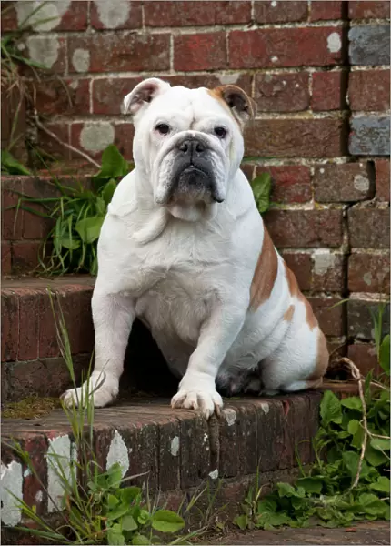 DOG - Bulldog - sitting on steps