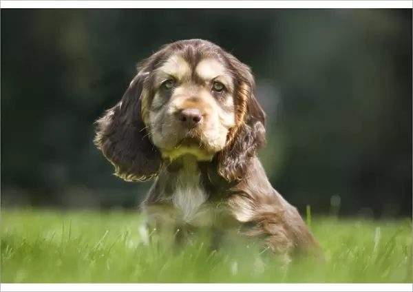 Dog - English Cocker Spaniel - puppy in garden