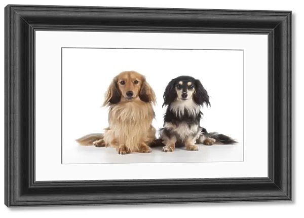 DOG - Miniature long haired dachshunds sitting together