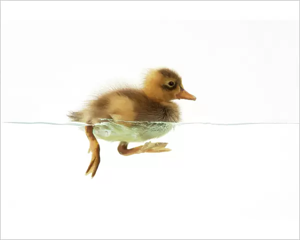 DUCK - Duckling swimming