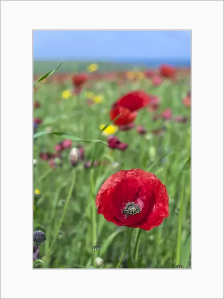 Common Poppy - in field - summer - Cornwall, UK