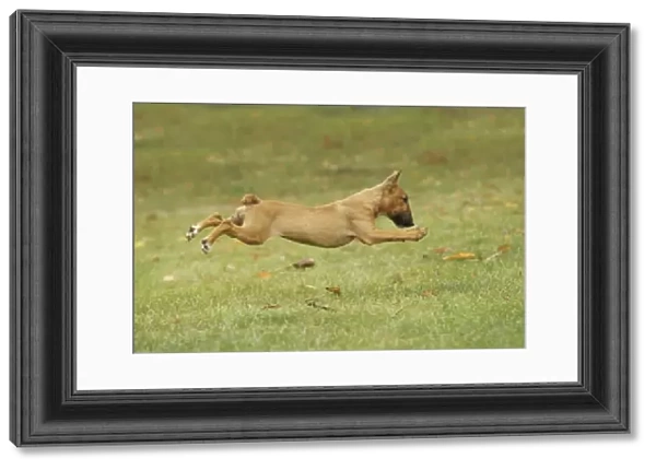 Dog - Miniature Bull Terrier - running