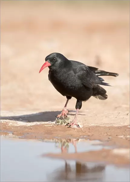 Chough - drinking from pool - Spain