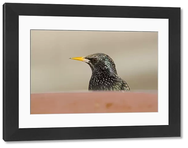 Starling - portrait - Cornwall - UK