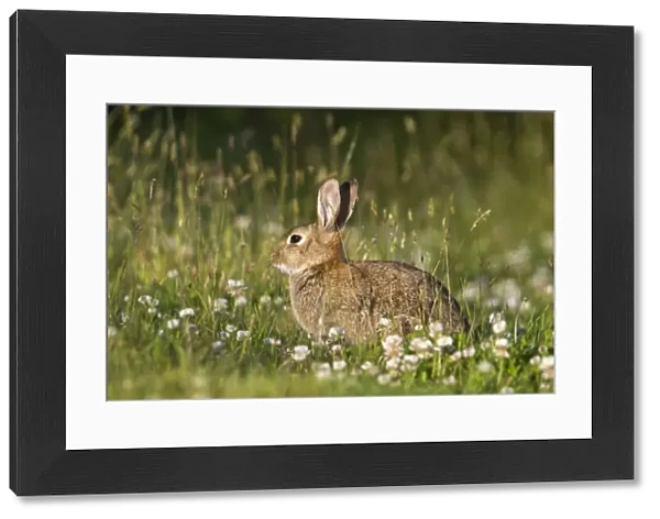 Rabbit - with clover - Cornwall - UK