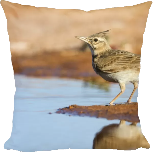 Crested Lark - by pool on the ground - Spain