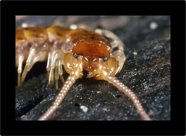 Variegated Woodland Centipede - close-up of head - UK