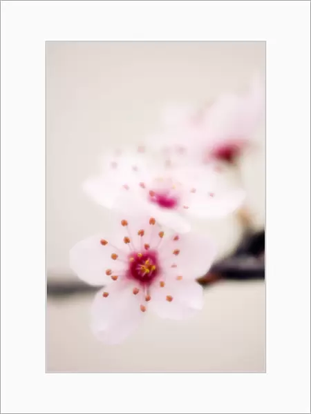 Cherry plum blossom (Prunus cerasifera)