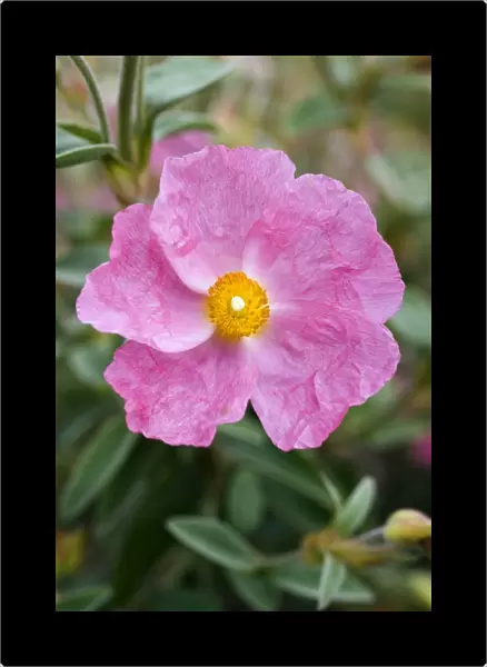 Cistus x argenteus Silver Pink flower