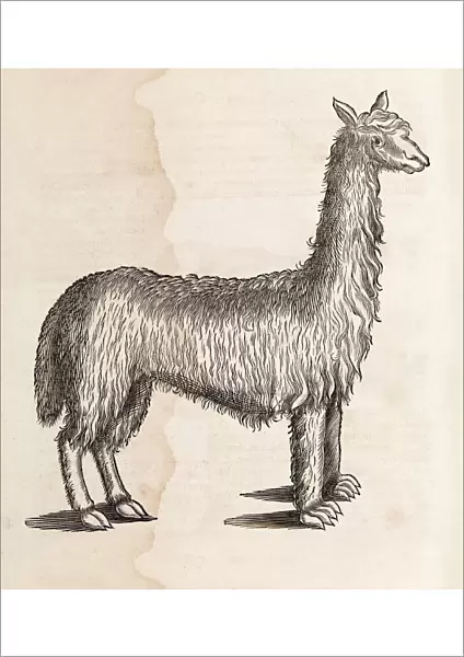 South American camelid, 17th century