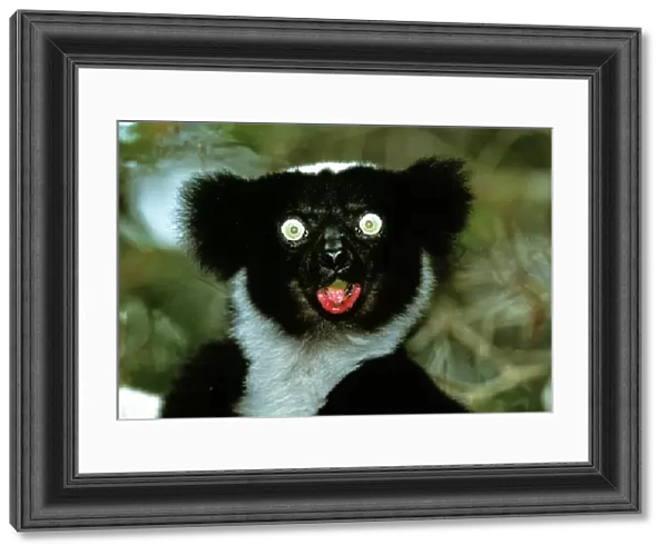 Indri. ^BIndri^b (^IIndri indri^i). This is the largest of the lemurs