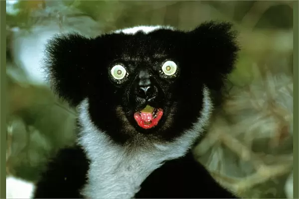 Indri. ^BIndri^b (^IIndri indri^i). This is the largest of the lemurs