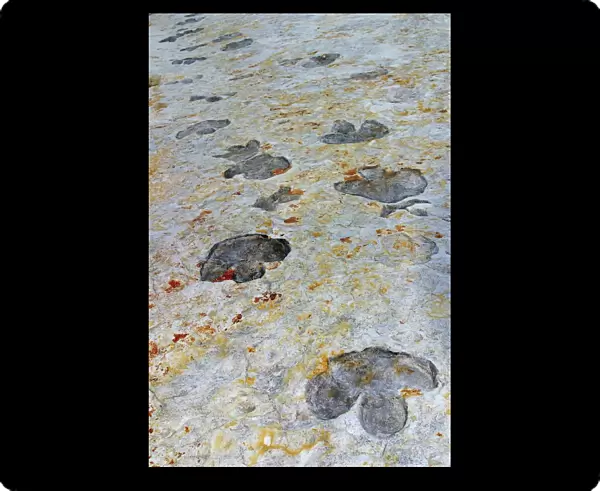 Fossilised dinosaur footprints