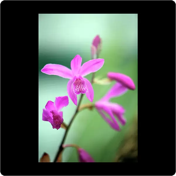Chinese Ground Orchid (Bletilla striata)
