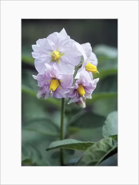 Potato (Solanum tuberosum Charlotte )