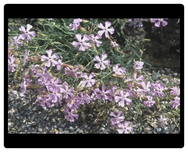 Soapwort (Saponaria sicula intermedia)