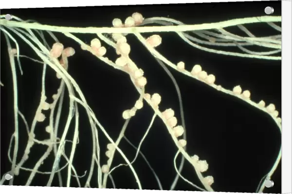 Pink nodules of Rhizobium leguminosarum