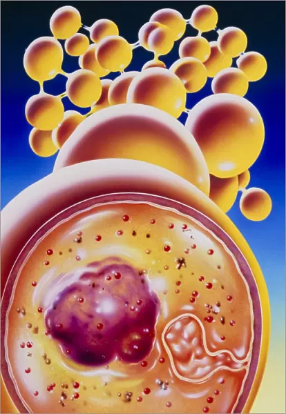 Art of colony of Staphylococcus bacteria