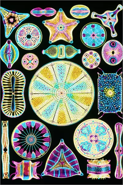 Art of Diatom algae (from Ernst Haeckel)