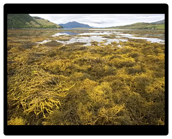 Seaweed colony