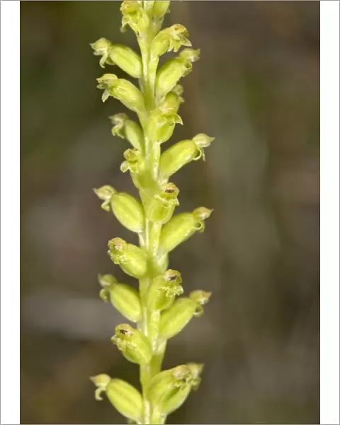 One leaved orchid (Microtis unifolia)