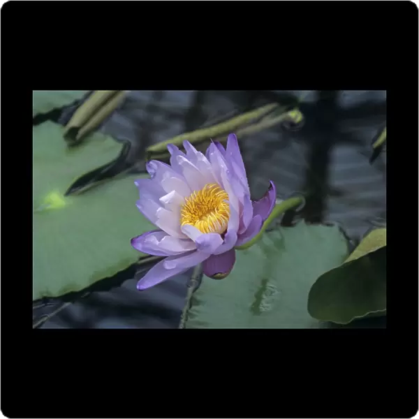 Giant water lily flower