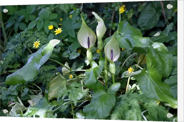 Lords and ladies (Arum maculatum)
