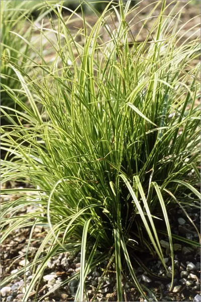 Sedge (Carex Kaga-Nishiki )