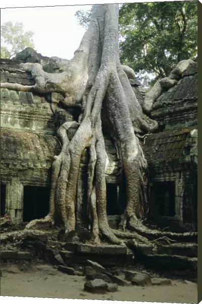 Roots of a kapok tree