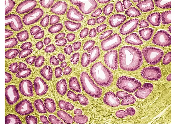Stomach pylorus glands, light micrograph