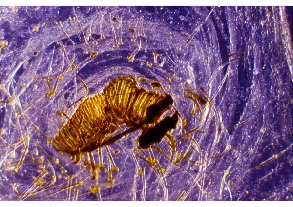 Caterpillar proleg, light micrograph