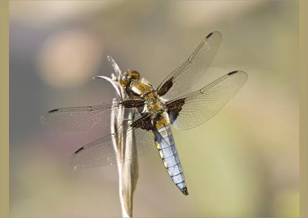 Male broad-bodied chaser dragonfly