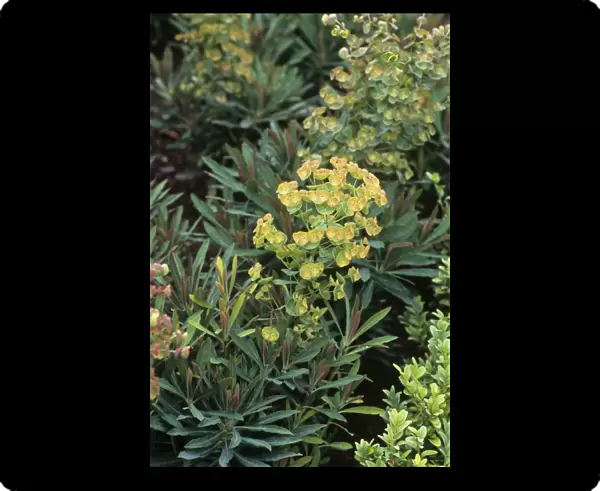Spurge (Euphorbia x martinii)