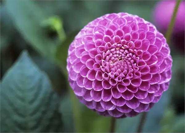 Dahlia, pompon flower