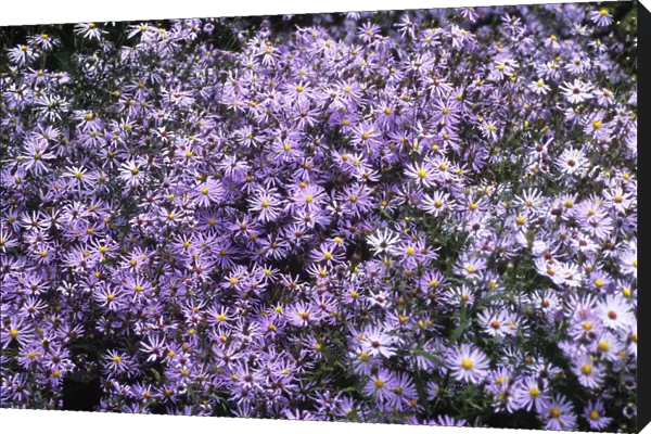 Aster flowers (Aster turbinellus)