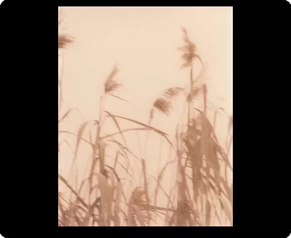 Grasses blowing in the wind, time exposure image