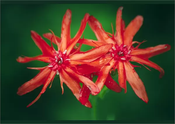 Brilliant campion flowers (Lychnis sp. )