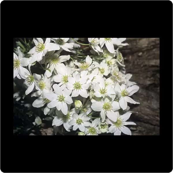 Clematis Majojo flowers
