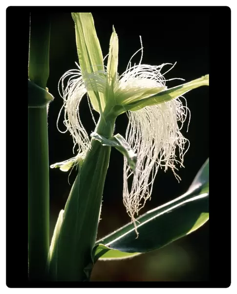 Female inflorescence of maize plant