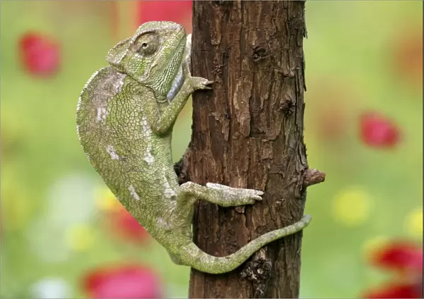 Common chameleon on a tree