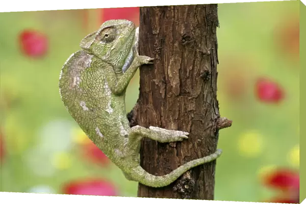 Common chameleon on a tree