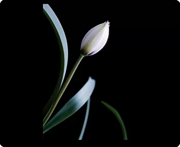 Tulip (Tulipa humilis Alba Caerulea Oculata ). The flower is not yet open