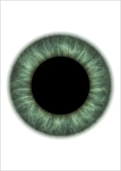 Eye. Computer artwork of a close-up of a dilated iris and pupil of an eye