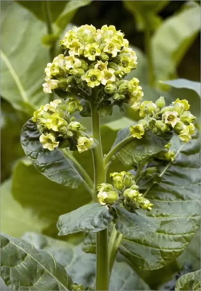 Wild tobacco (Nicotiana rustica) flowers
