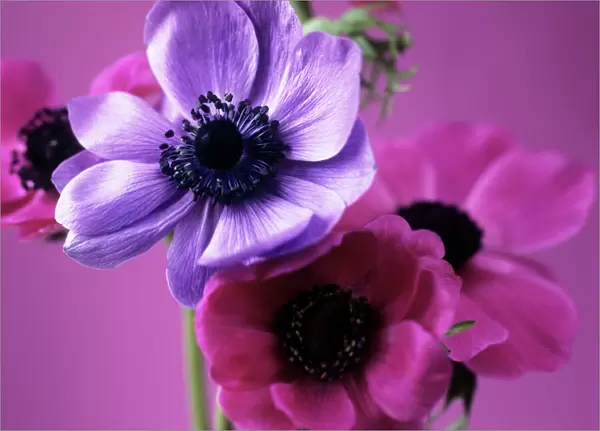 Anemone flowers (Anemone sp. )