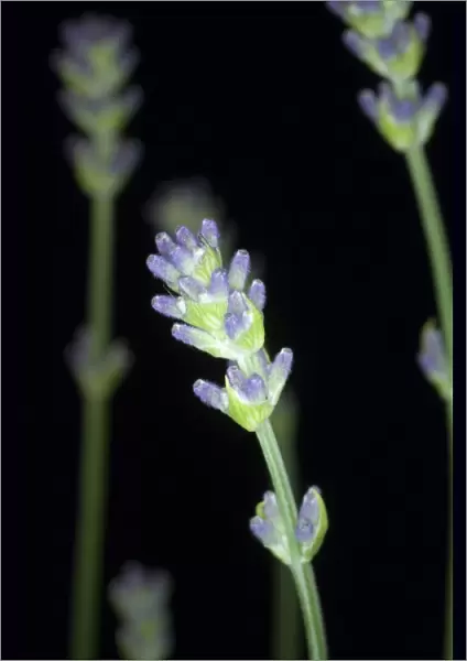 Lavender (Lavandula sp. )