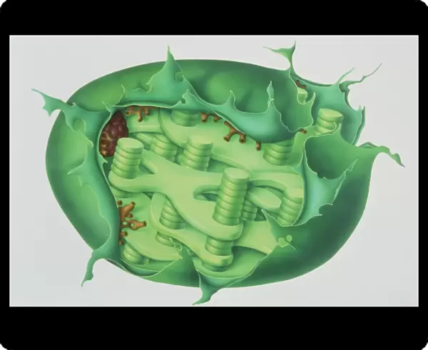 Cutaway illustration of plant chloroplast